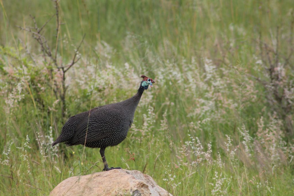 Guinew Fowl near